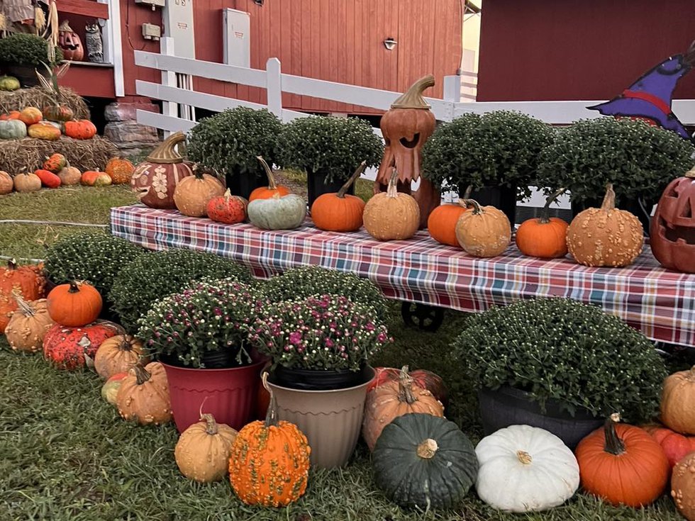 The Great Pumpkin Patch.jpg